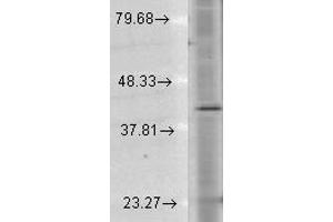 Rhodopsin antibody