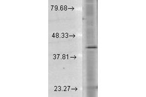 Rho Human Cell Line Mix, Western Blotting. (Rhodopsin antibody)
