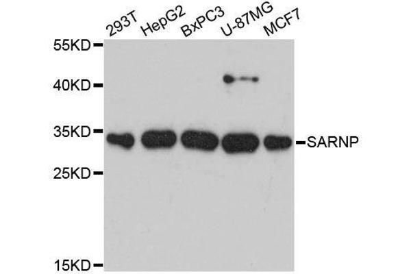 SARNP Antikörper  (AA 1-210)