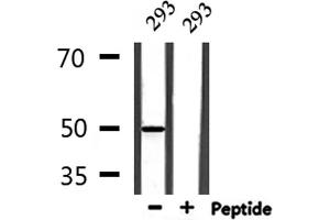 COQ8A antibody