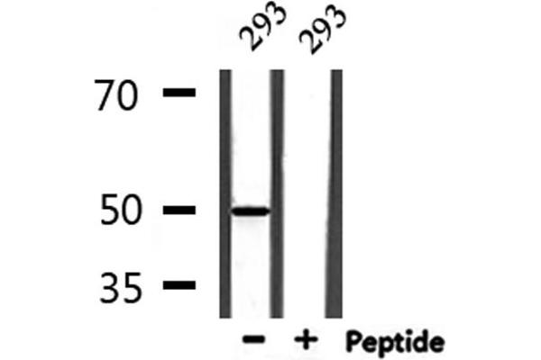 COQ8A antibody