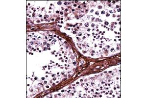 BRD1 Antibody (N-term) ((ABIN657939 and ABIN2846882))immunohistochemistry analysis in formalin fixed and paraffin embedded human testis tissue followed by peroxidase conjugation of the secondary antibody and DAB staining. (BRD1 antibody  (N-Term))