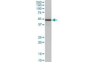 COPS2 monoclonal antibody (M02), clone 4B12. (COPS2 antibody  (AA 344-443))