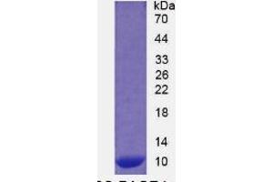 SDS-PAGE of Protein Standard from the Kit (Highly purified E. (S100A12 ELISA Kit)