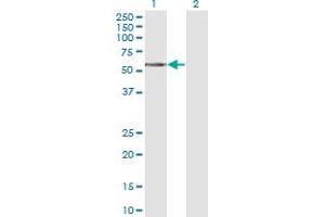 TCN1 antibody  (AA 1-423)