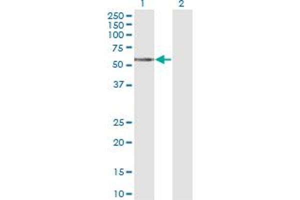 TCN1 antibody  (AA 1-423)