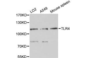 Western blot analysis of extracts of various cell lines, using TLR4 antibody (ABIN4905460) at 1:3000 dilution. (TLR4 antibody)