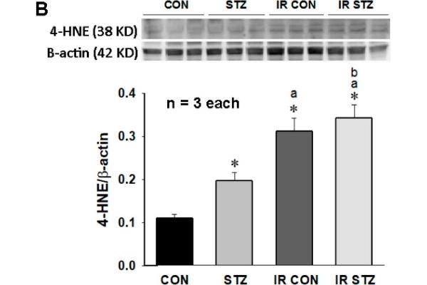 HNE antibody