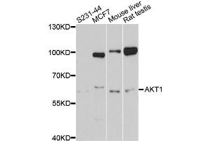 Western blot analysis of extracts of various cell lines, using AKT1 antibody (ABIN5997218) at 1/1000 dilution. (AKT1 antibody)