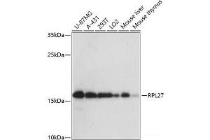 Western blot analysis of extracts of various cell lines using RPL27 Polyclonal Antibody at dilution of 1:3000. (RPL27 antibody)