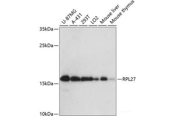 RPL27 anticorps
