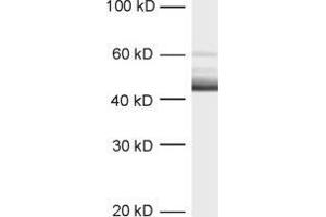 Western Blotting (WB) image for anti-tau Protein (AA 3-214) antibody (ABIN1742567) (tau antibody  (AA 3-214))