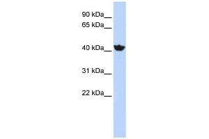ADH4 antibody used at 1 ug/ml to detect target protein. (ADH4 antibody)