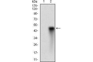 Western Blotting (WB) image for anti-Synaptonemal Complex Protein 3 (SYCP3) (AA 27-128) antibody (ABIN1724891)