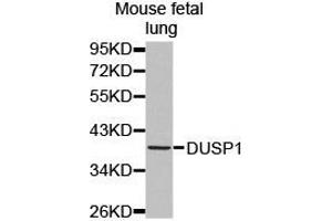 Western Blotting (WB) image for anti-Dual Specificity Phosphatase 1 (DUSP1) antibody (ABIN1872372) (DUSP1 antibody)