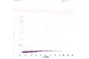 Image no. 3 for anti-Chemokine (C-C Motif) Ligand 19 (CCL19) antibody (ABIN465454) (CCL19 antibody)