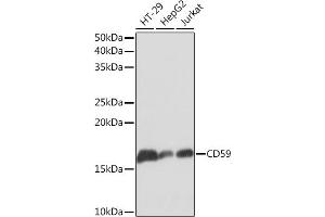 Western blot analysis of extracts of various cell lines, using CD59 Rabbit mAb (ABIN7266209) at 1:1000 dilution. (CD59 antibody)
