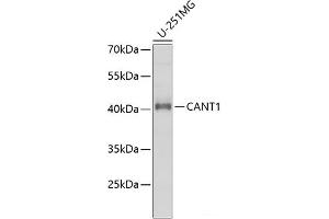 Western blot analysis of extracts of U-251MG cells using CANT1 Polyclonal Antibody at dilution of 1:1000. (CANT1 antibody)