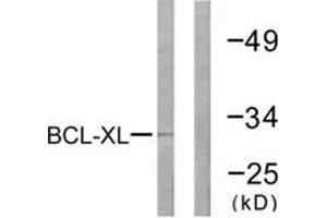 Western blot analysis of extracts from 293 cells, treated with UV 30', using BCL-XL (Ab-47) Antibody. (BCL2L1 antibody  (AA 13-62))