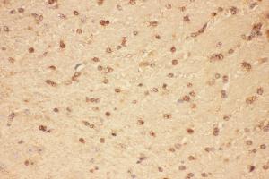 Anti-CNTF Picoband antibody,  IHC(P): Mouse Brain Tissue (CNTF antibody  (AA 2-198))