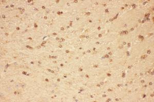 Anti-CNTF Picoband antibody,  IHC(P): Mouse Brain Tissue (CNTF antibody  (AA 2-198))
