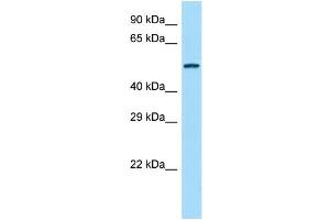 Host: Rabbit Target Name: Agpat9 Sample Type: Rat Spleen lysates Antibody Dilution: 1. (AGPAT9 antibody  (Middle Region))