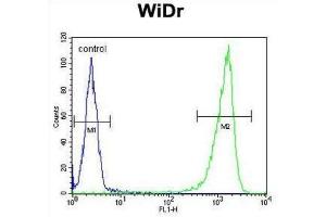 Flow Cytometry (FACS) image for anti-Glucuronidase, beta (GUSB) antibody (ABIN3004140) (Glucuronidase beta antibody)