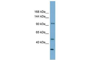 WB Suggested Anti-FAM35A Antibody Titration: 0. (FAM35A antibody  (N-Term))