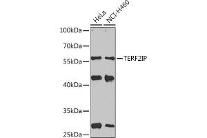 Western blot analysis of extracts of various cell lines, using TERF2IP Rabbit pAb  at 1:1000 dilution. (RAP1 antibody  (AA 1-280))