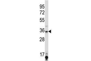 SIRT6 antibody western blot analysis in K562 lysate. (SIRT6 antibody  (AA 276-305))