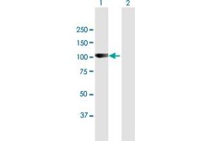 Western Blot analysis of ARHGAP12 expression in transfected 293T cell line by ARHGAP12 MaxPab polyclonal antibody. (ARHGAP12 antibody  (AA 1-841))