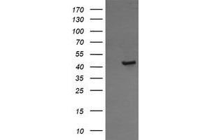 Image no. 1 for anti-Calreticulin 3 (CALR3) antibody (ABIN1497080) (Calreticulin 3 antibody)