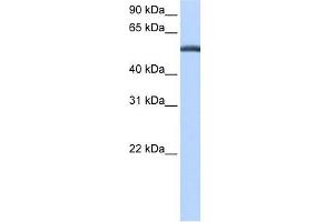 Beta Lactamase antibody used at 0. (LACTB antibody  (C-Term))