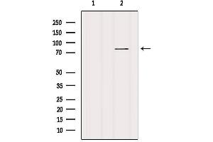 Western blot analysis of extracts from various samples, using HRP2 Antibody.