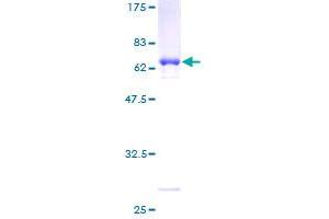 HEYL Protein (AA 1-328) (GST tag)