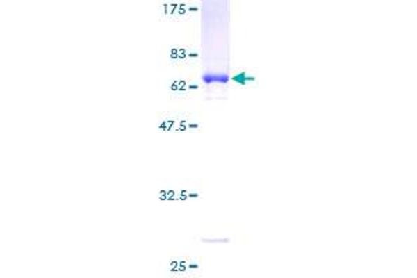 HEYL Protein (AA 1-328) (GST tag)