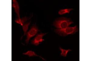 ABIN6267554 staining NIH-3T3 by IF/ICC.