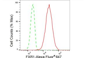 Flow cytometric analysis of FXR1 expression in HepG2 cells using FXR1 antibody (ABIN7798658), 1:2,000). (Recombinant FXR1 antibody)
