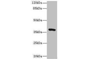 Western blot All lanes: TMEM64 antibody at 8 μg/mL + Mouse brain tissue Secondary Goat polyclonal to rabbit IgG at 1/10000 dilution Predicted band size: 40, 13, 15, 34 kDa Observed band size: 40 kDa (TMEM64 antibody  (AA 40-118))