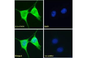 ABIN185521 Immunofluorescence analysis of paraformaldehyde fixed NIH3T3 cells, permeabilized with 0. (Patched 1 antibody  (C-Term))