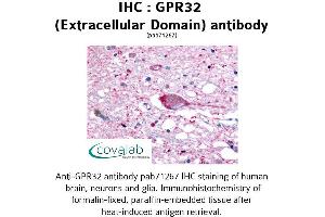 Image no. 1 for anti-G Protein-Coupled Receptor 32 (GPR32) (2nd Extracellular Domain) antibody (ABIN1735059) (GPR32 antibody  (2nd Extracellular Domain))