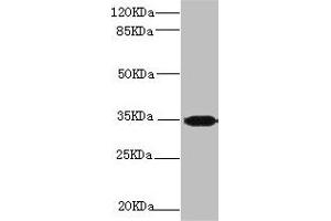 Western blot All lanes: PLSCR1 antibody at 2. (PLSCR1 antibody  (AA 1-318))
