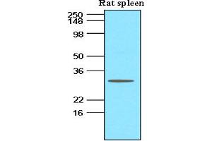 Western Blotting (WB) image for anti-Tumor Necrosis Factor (Ligand) Superfamily, Member 13b (TNFSF13B) antibody (ABIN306440) (BAFF antibody)