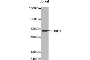 Western Blotting (WB) image for anti-Far Upstream Element (FUSE) Binding Protein 1 (FUBP1) antibody (ABIN1876790) (FUBP1 antibody)