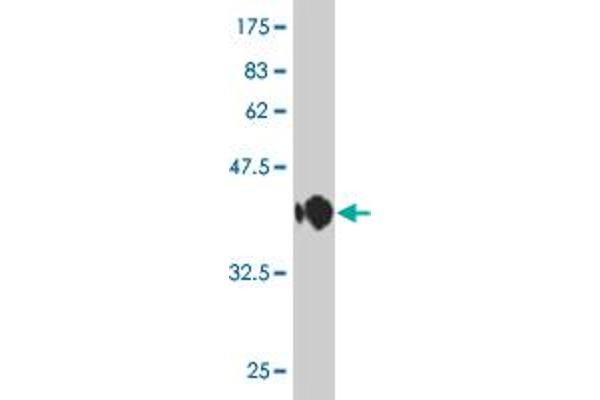 ZNRF1 antibody  (AA 74-178)