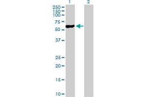 Western Blot analysis of NFIC expression in transfected 293T cell line by NFIC MaxPab polyclonal antibody. (NFIC antibody  (AA 1-428))