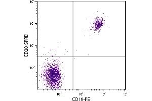 Human peripheral blood lymphocytes were stained with Mouse Anti-Human CD20-SPRD. (CD20 antibody  (SPRD))