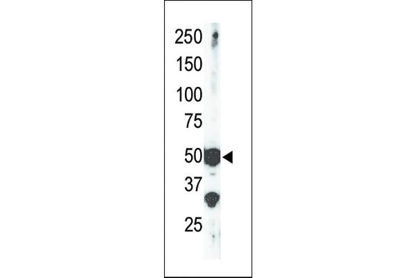 SET7 antibody  (AA 159-189)