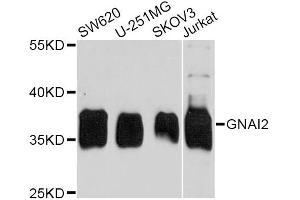 Western blot analysis of extracts of various cell lines, using GNAI2 antibody (ABIN5975620) at 1/1000 dilution. (GNAI2 antibody)