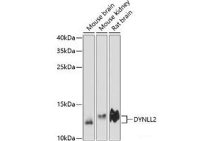 Western blot analysis of extracts of various cell lines using DYNLL2 Polyclonal Antibody at dilution of 1:3000. (DYNLL2 antibody)